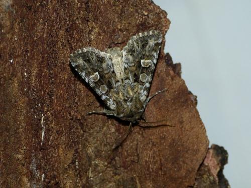 Réf. 222 139 : Pachetra sagittigera